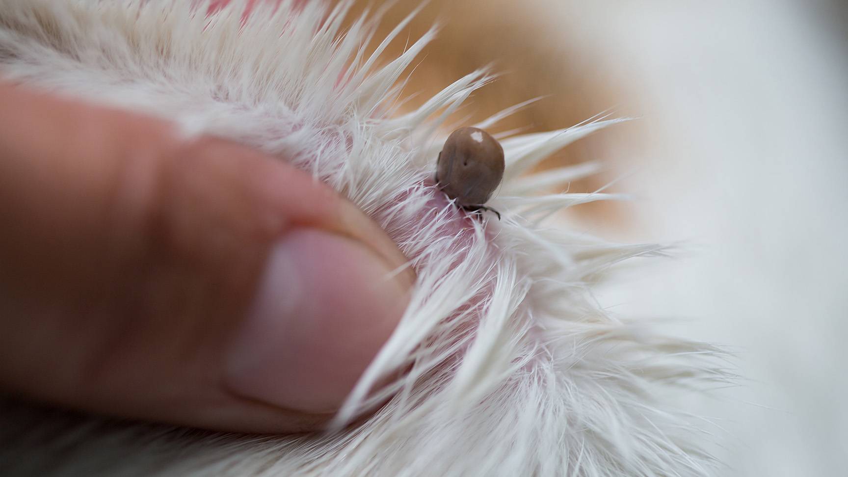Tick in dog fur