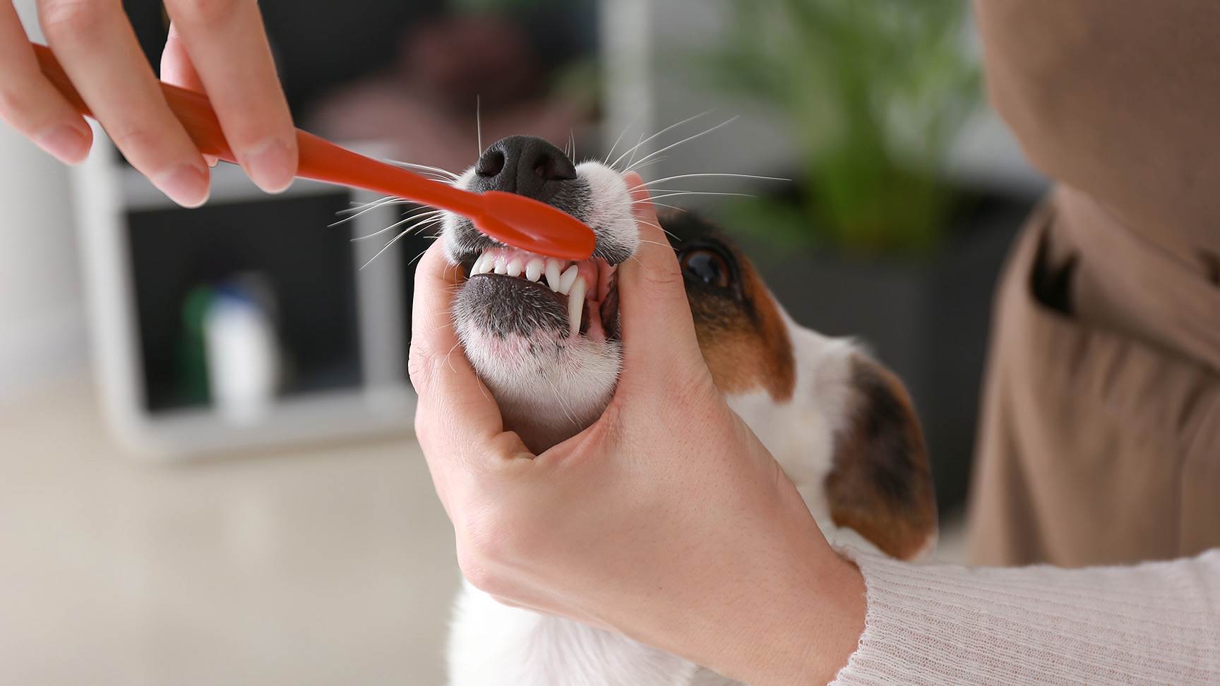 Zähneputzen Hund