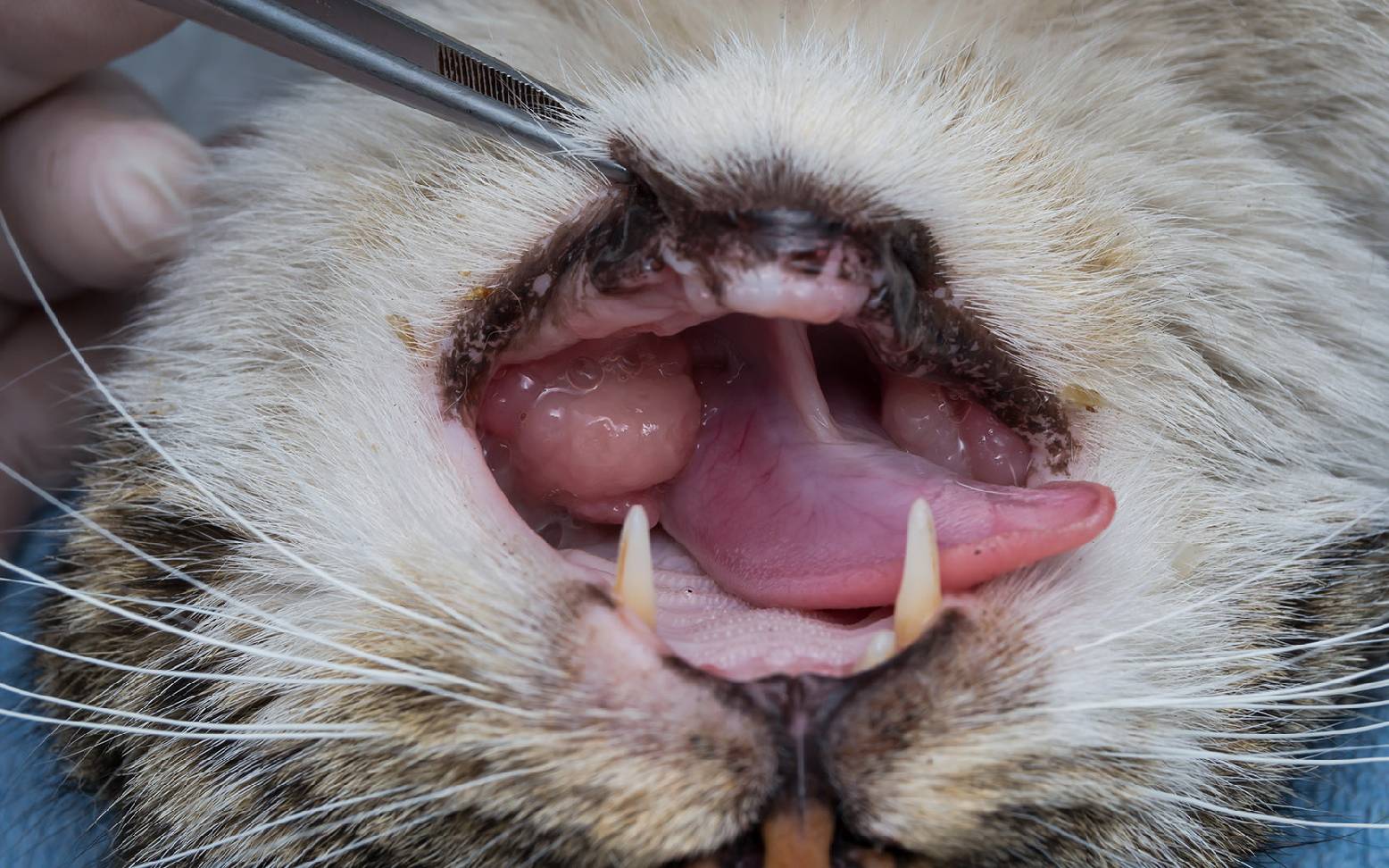 Katze mit Eosinophilem Granulom