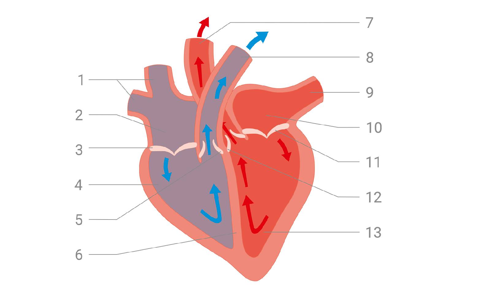 Schematic diagram of the systole of the heart in a horse