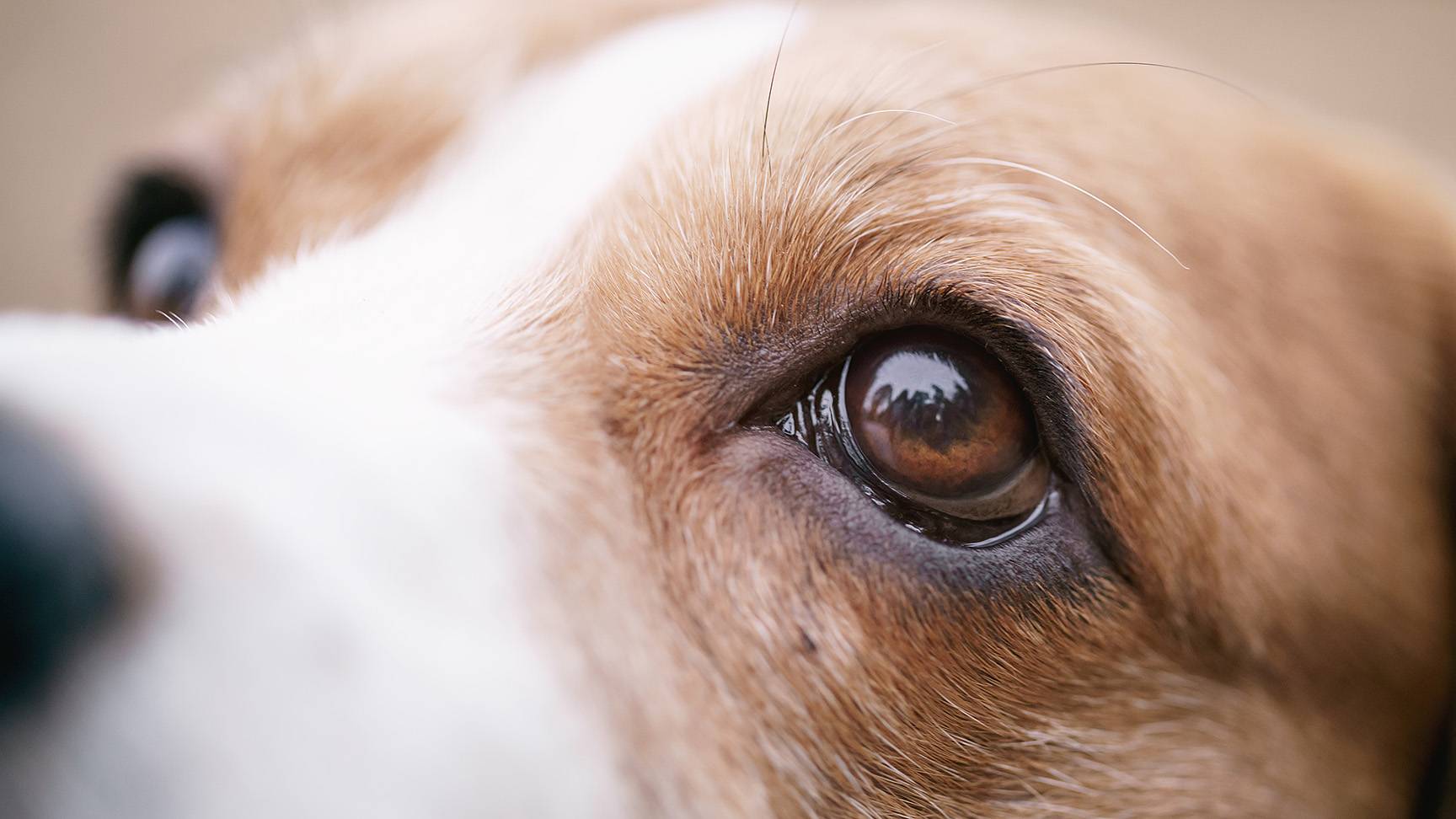 Eyes of a dog