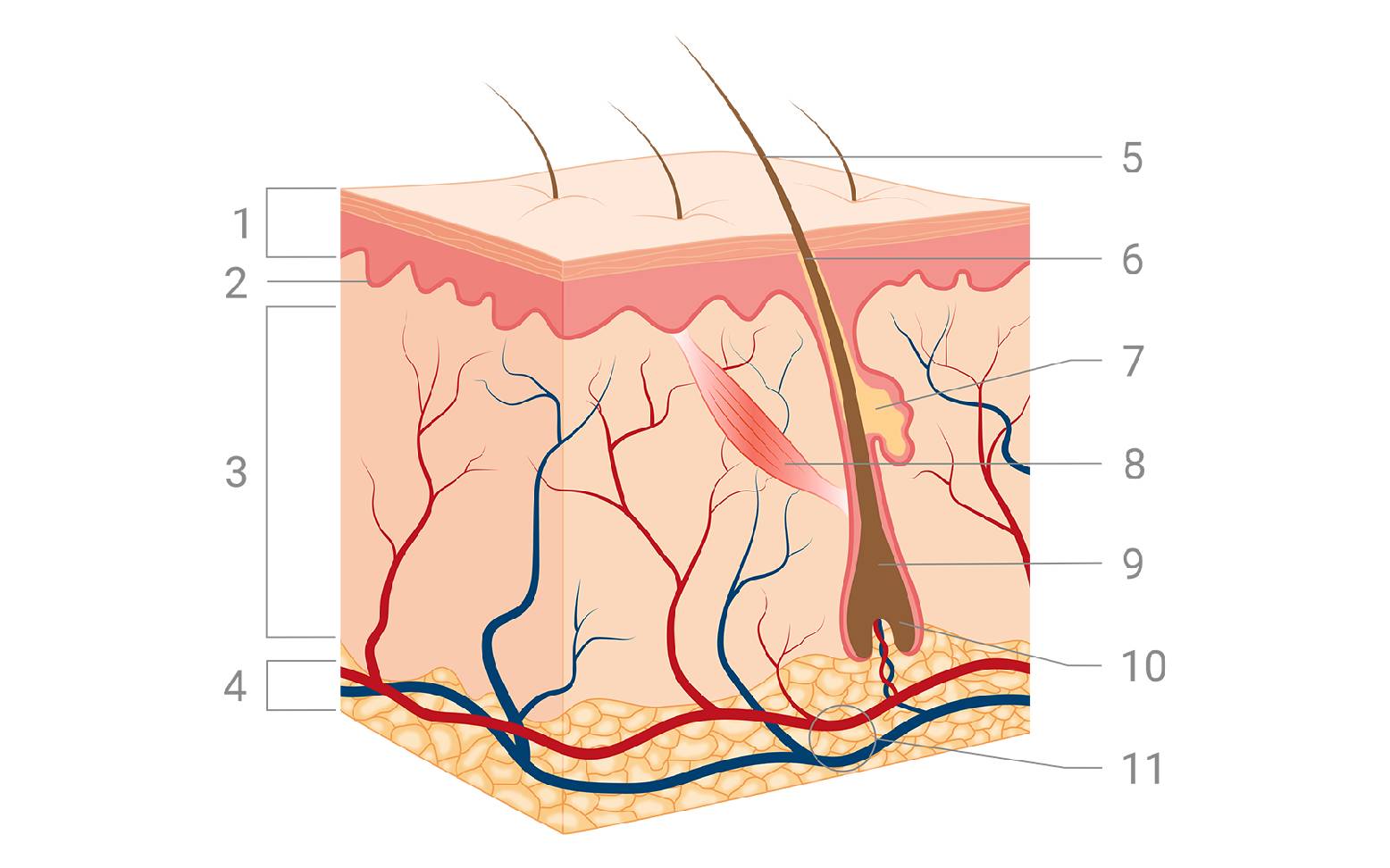 Healthy skin diagram