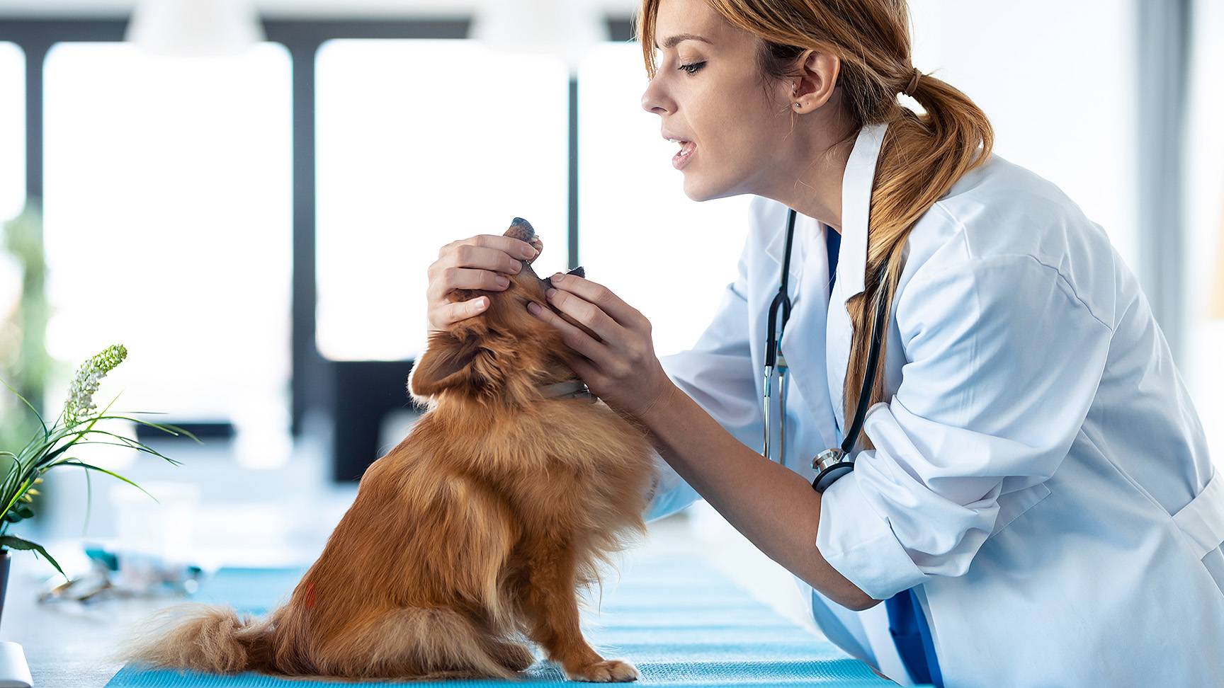 Examination of the dog's mouth cavity