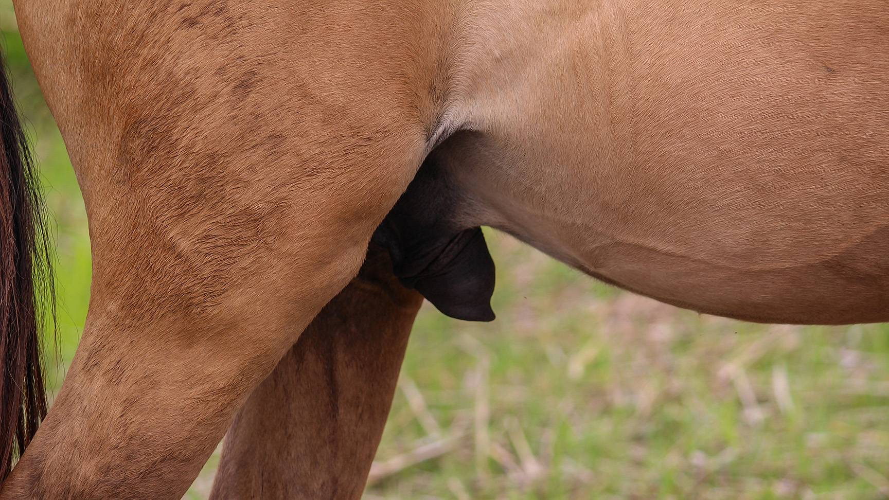 Horse penis