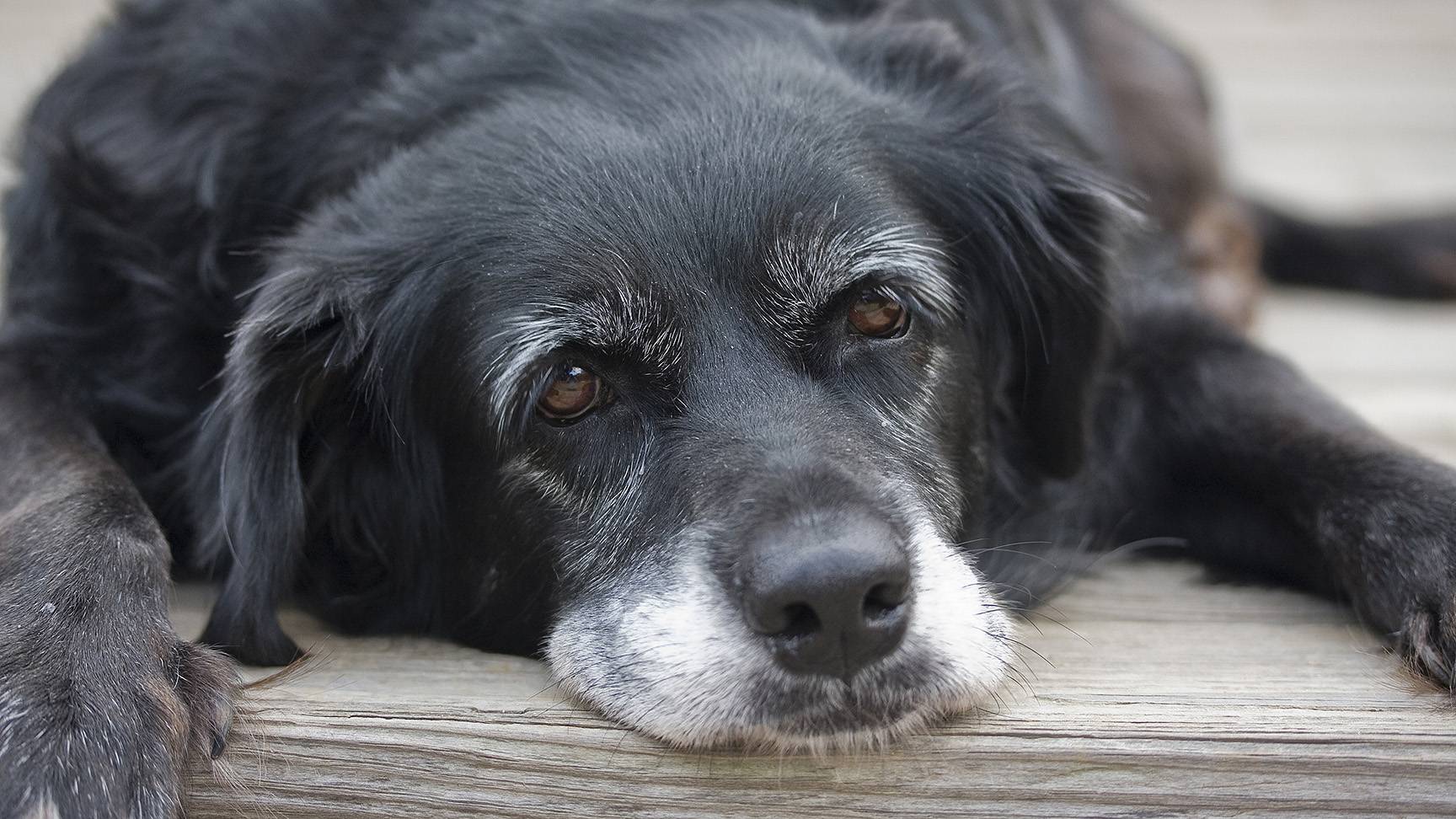 Hund alt