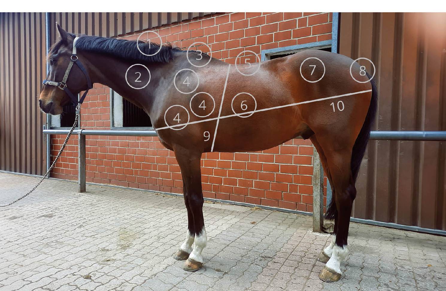 Body areas for body condition score & measurement lines