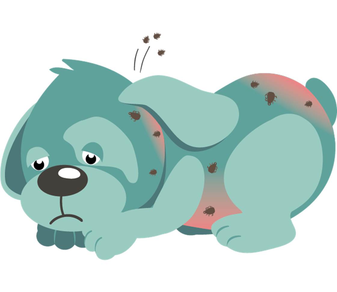 Dog with mites