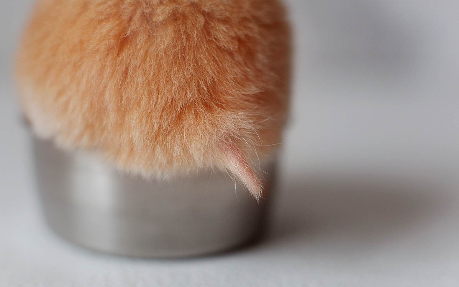 Tail of a hamster