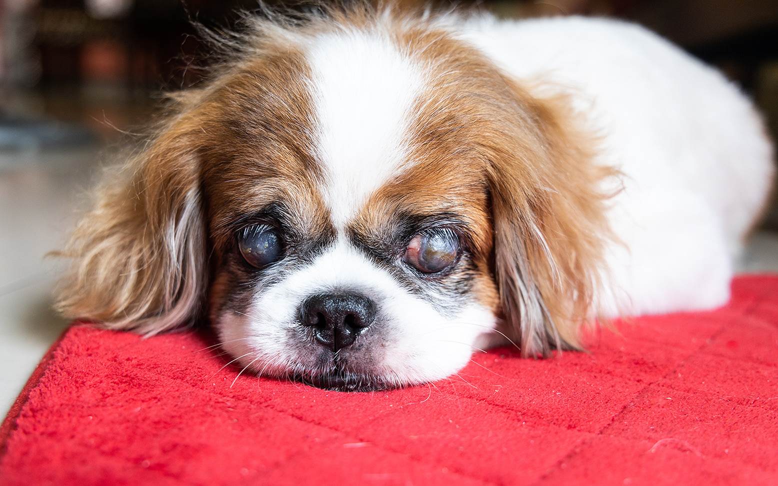 Dog with dry eyes