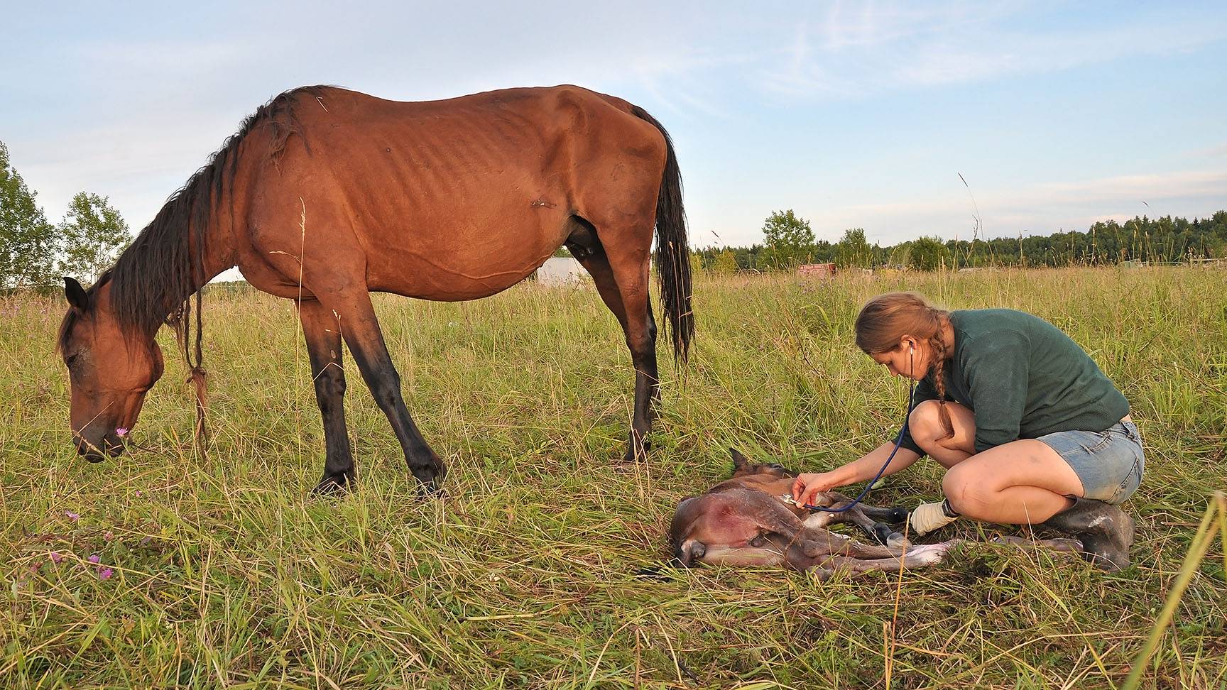 A veterinarian examines a sick foal
