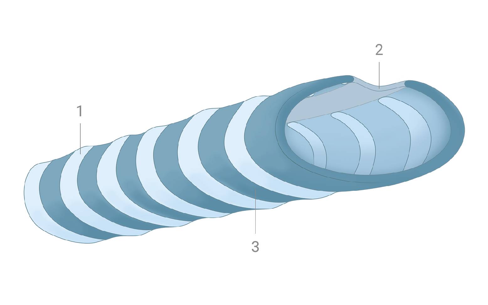 Schema Trachea Hund pathologisch
