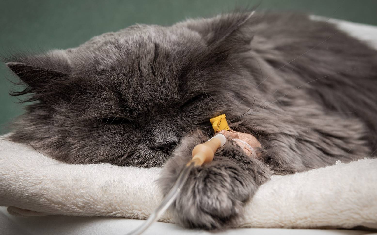 Cat with IV
