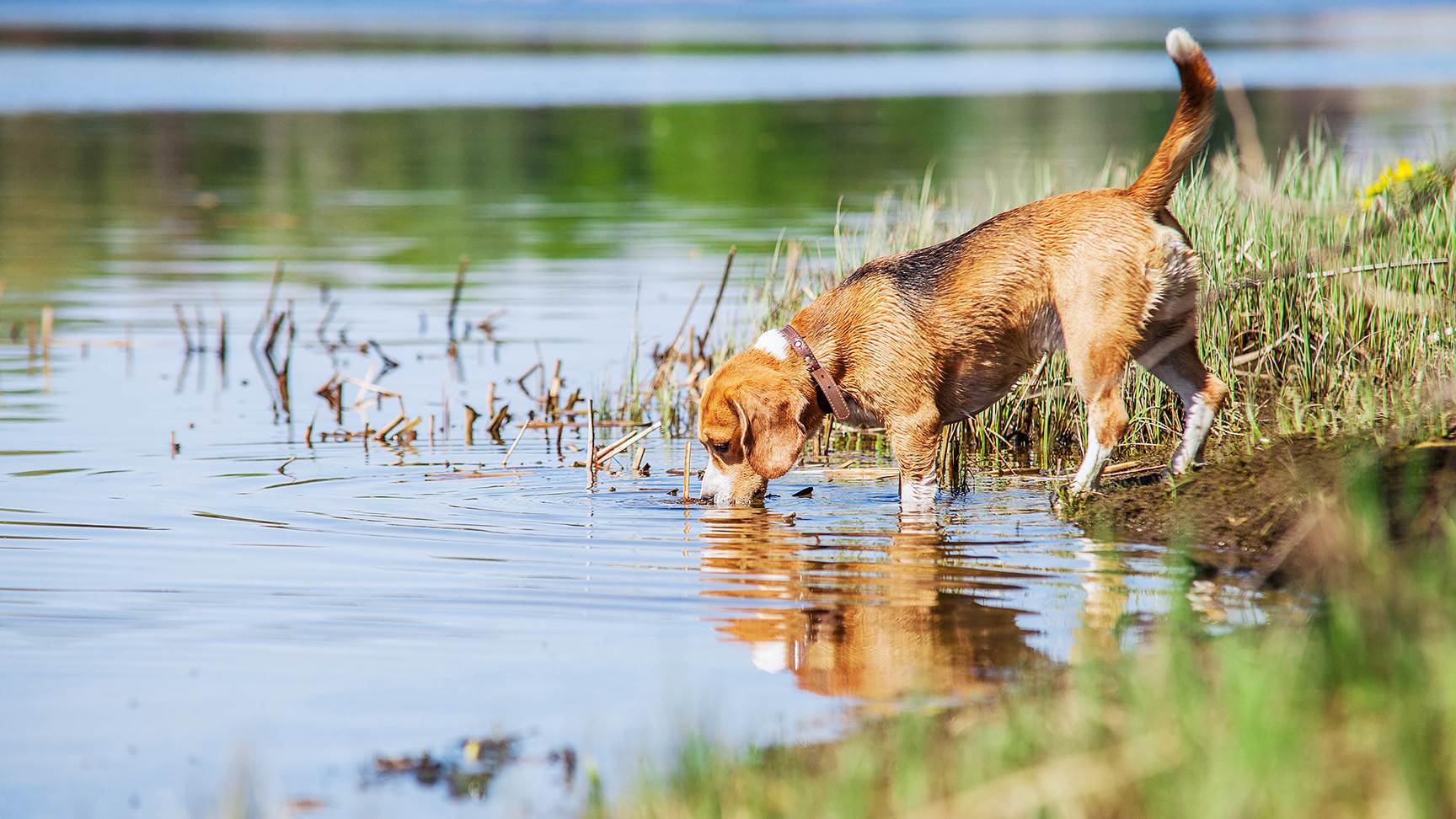 Hund trinkt aus Gewässer