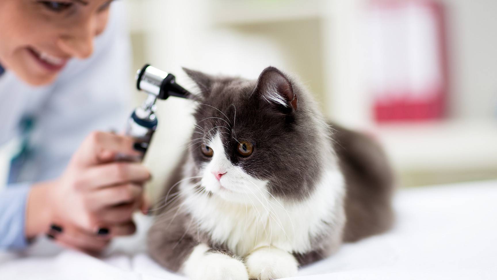 Ear examination in a cat