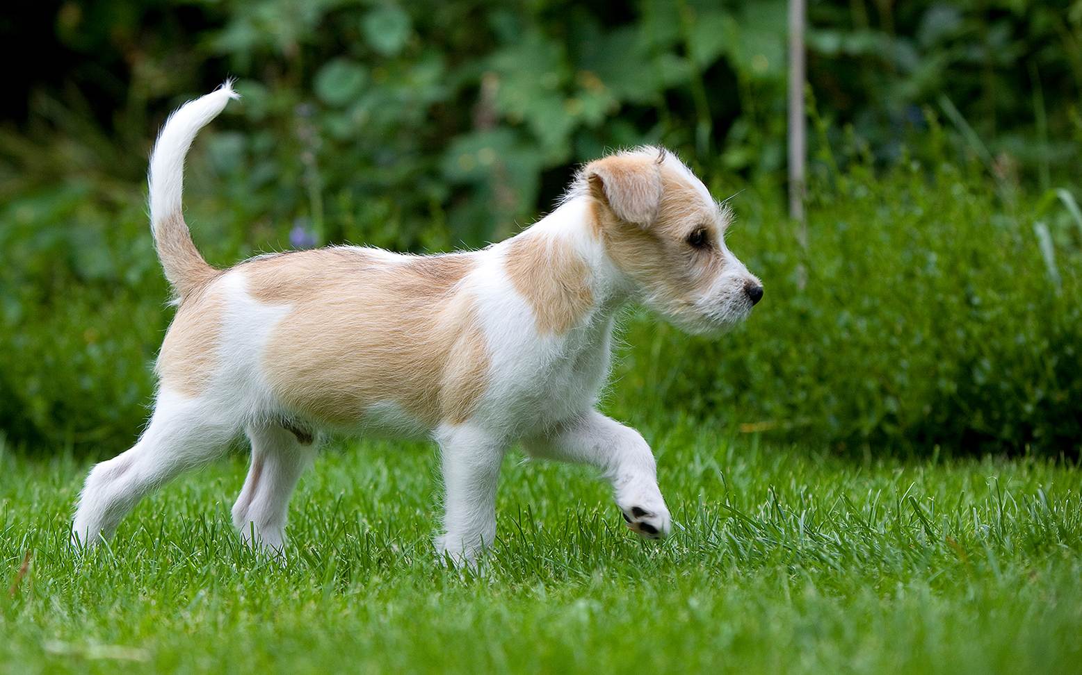Dog on lawn