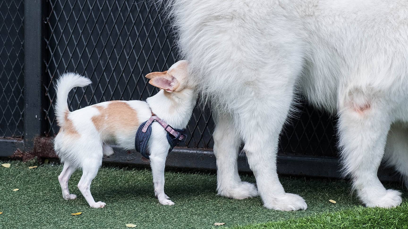 Dog sniffs other dog