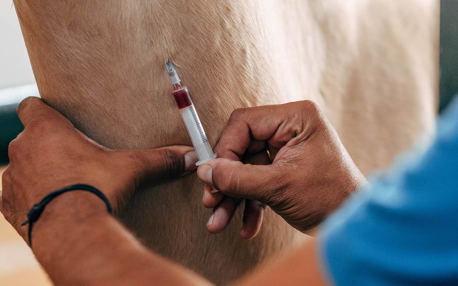 Blood sampling in horses