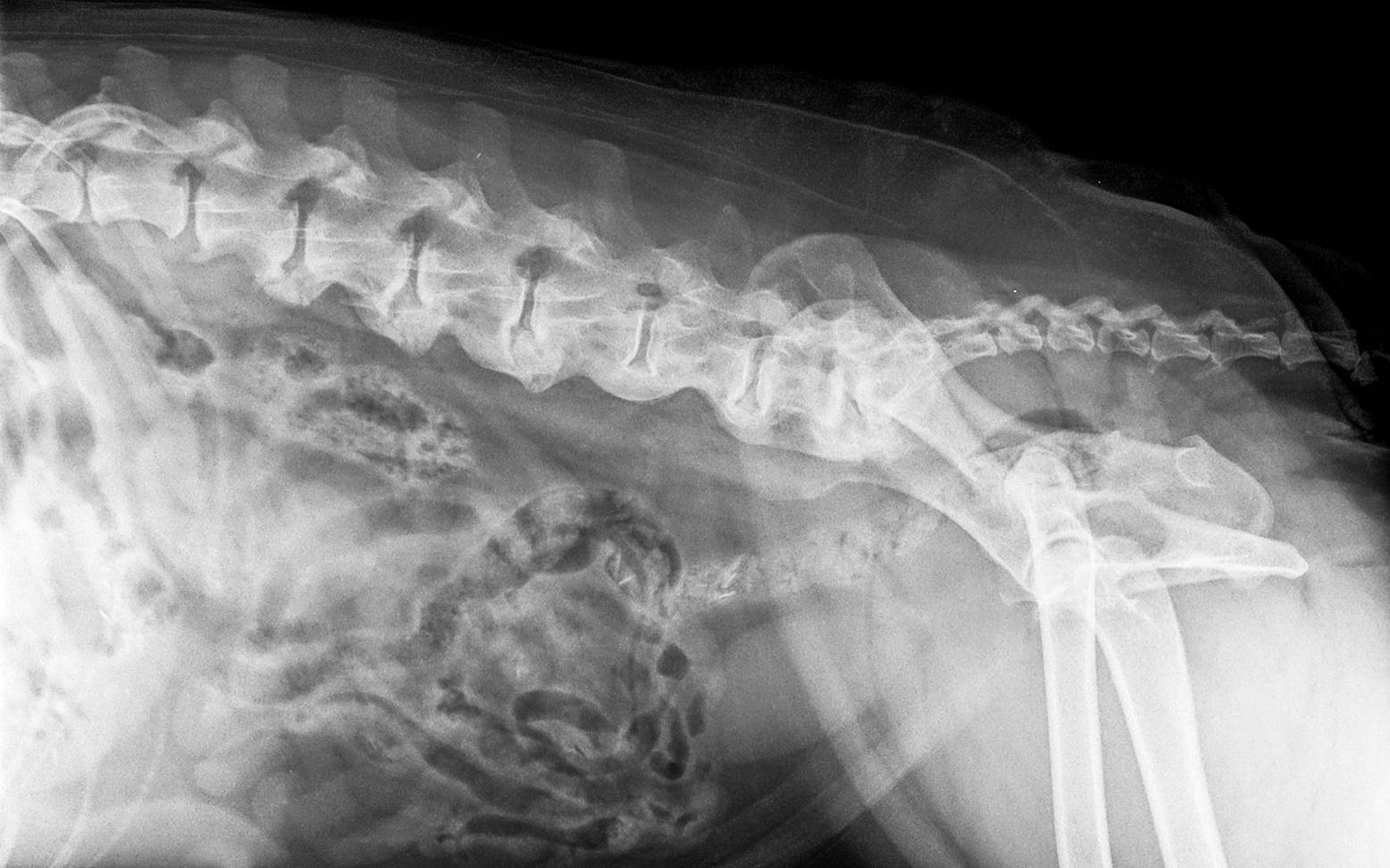 X-ray image of a dog with spondylosis