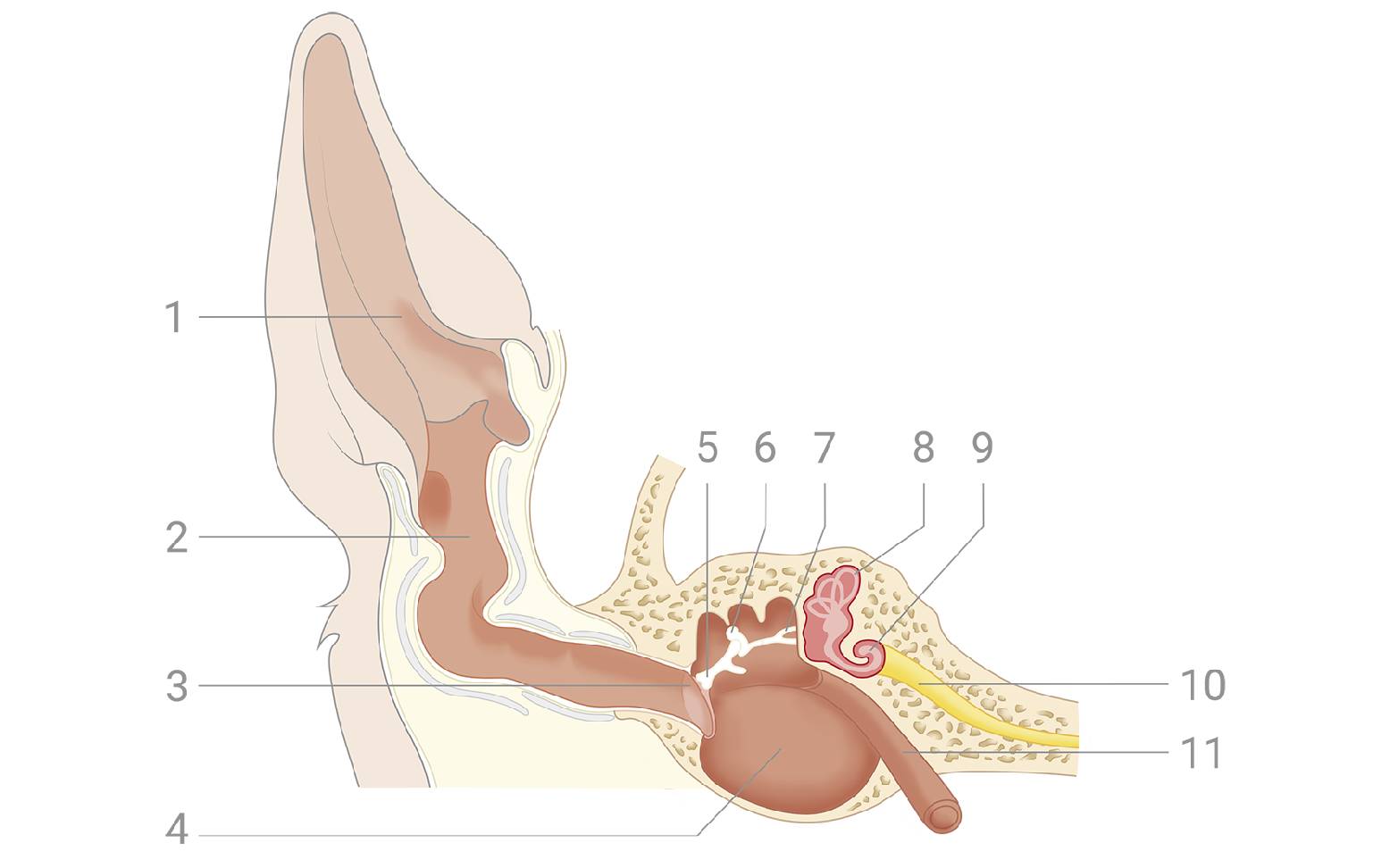Illustration of a dog's ear