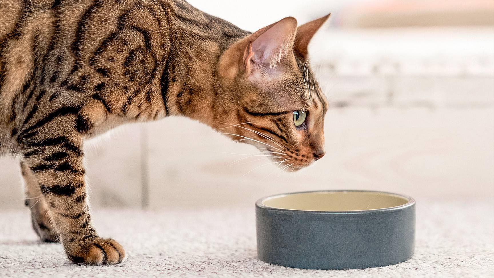 Cat and food bowl