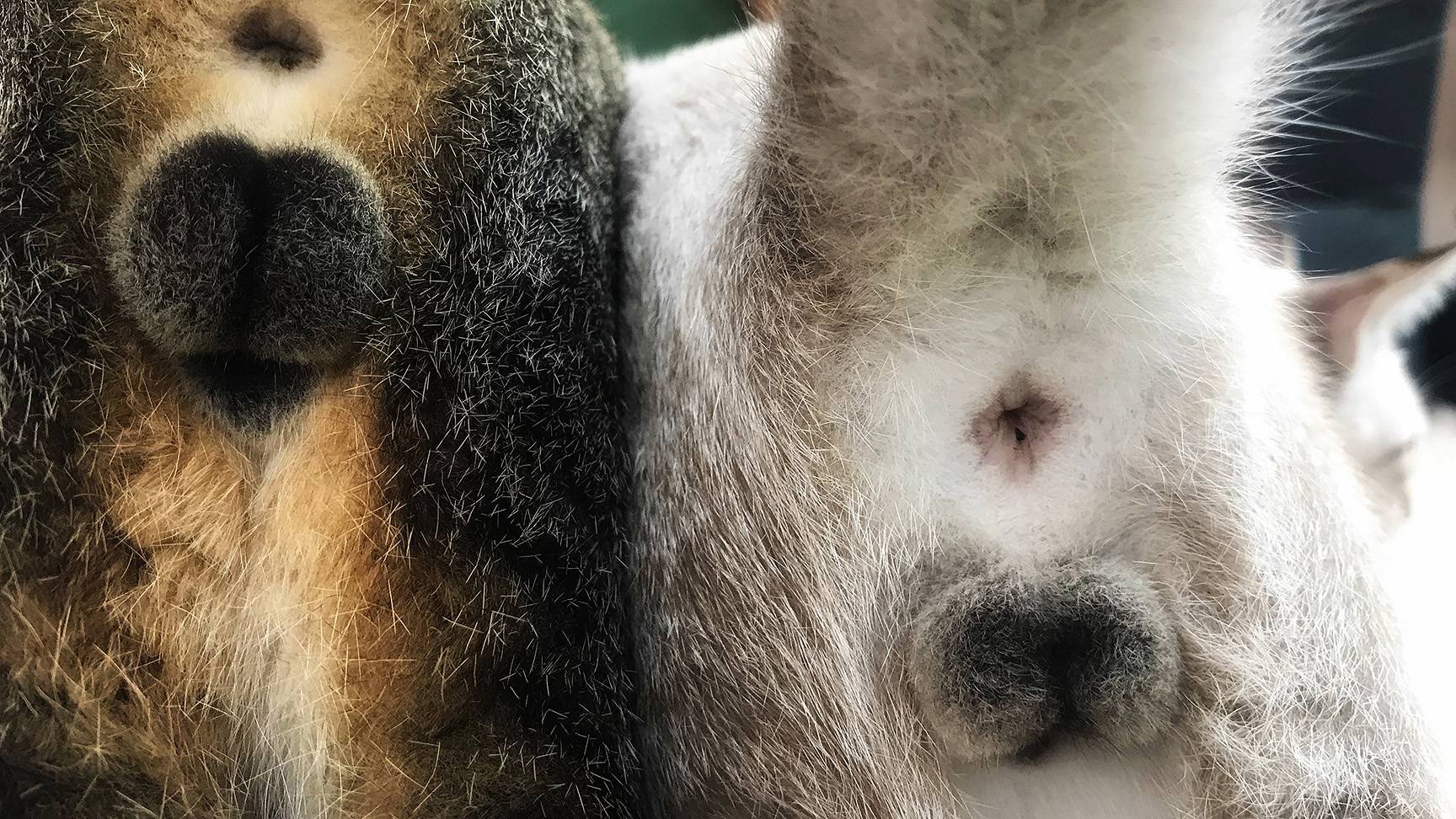 Zwei Kater mit Hoden