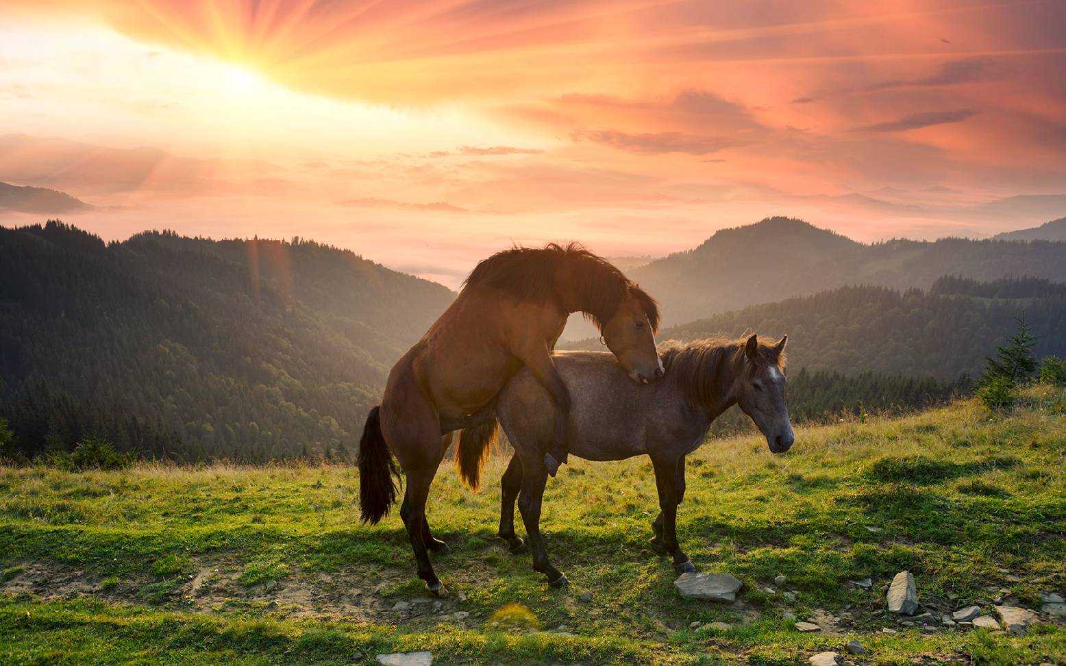 Mating horse
