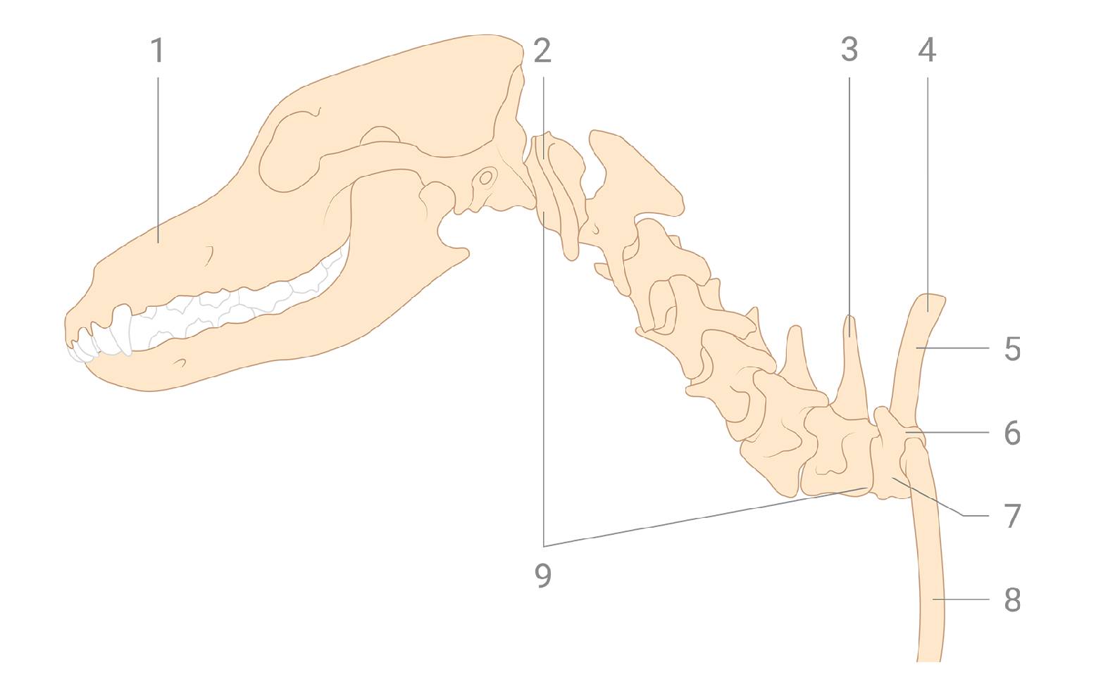 Diagram of the cervical spine in dogs