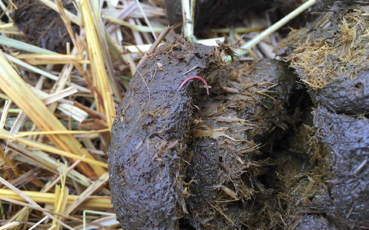 Pferdeäppel mit Würmern