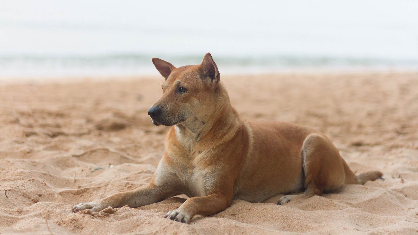Hund am Strand