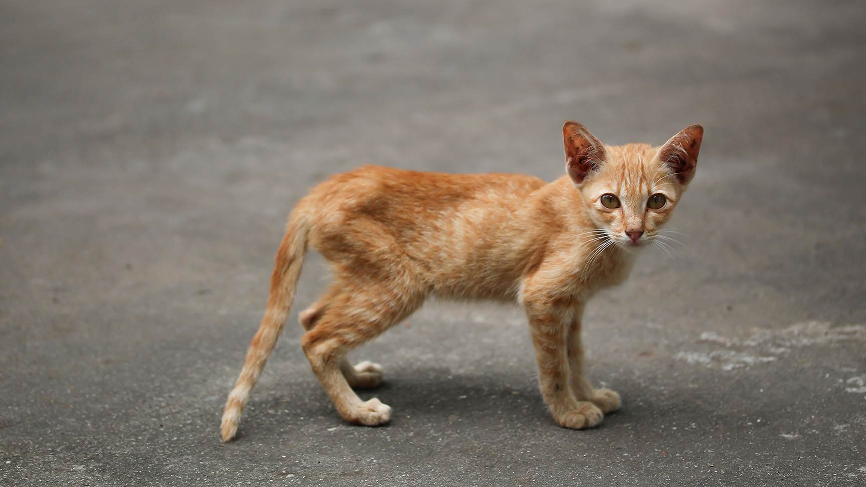 Abgemagerte Katze