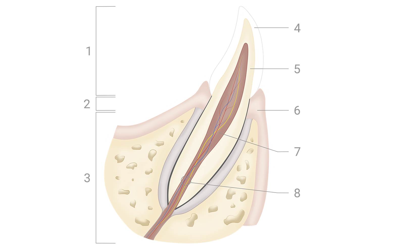 Diagram of a dog's teeth