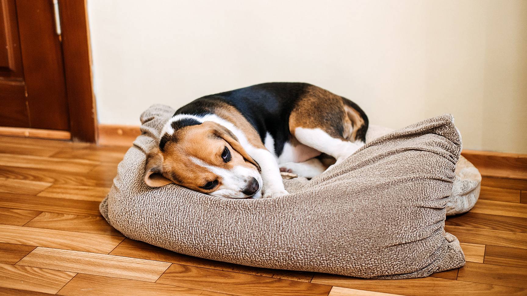 Hund in Körbchen