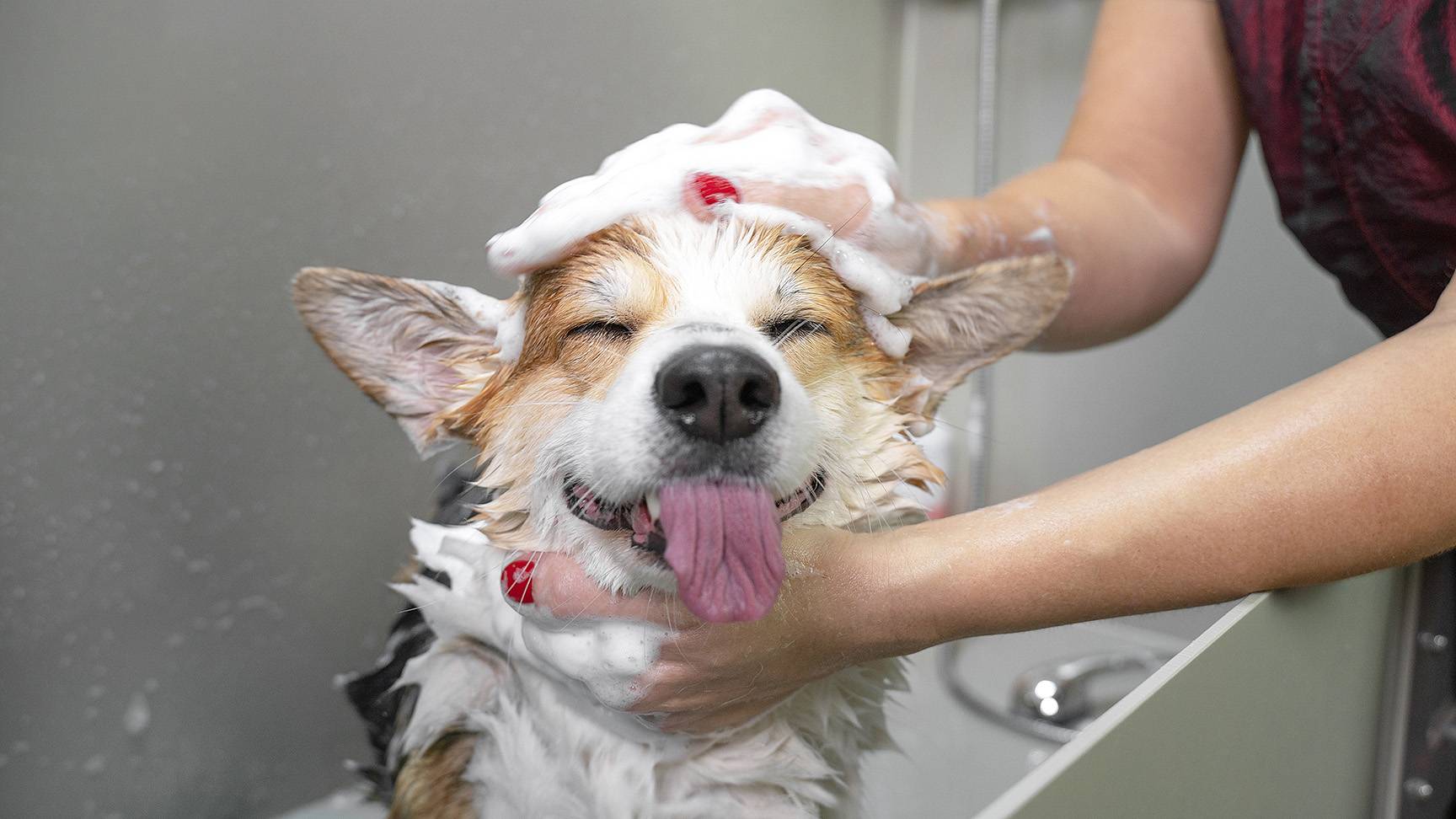 Woman washing dog