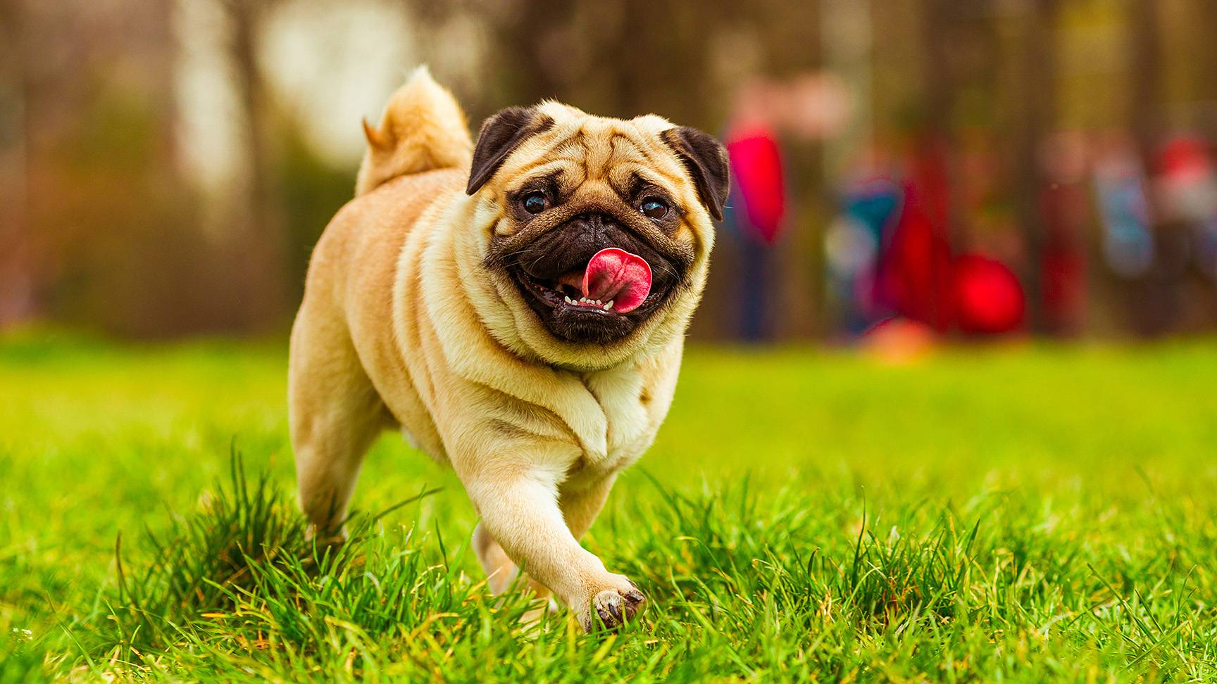 Mops