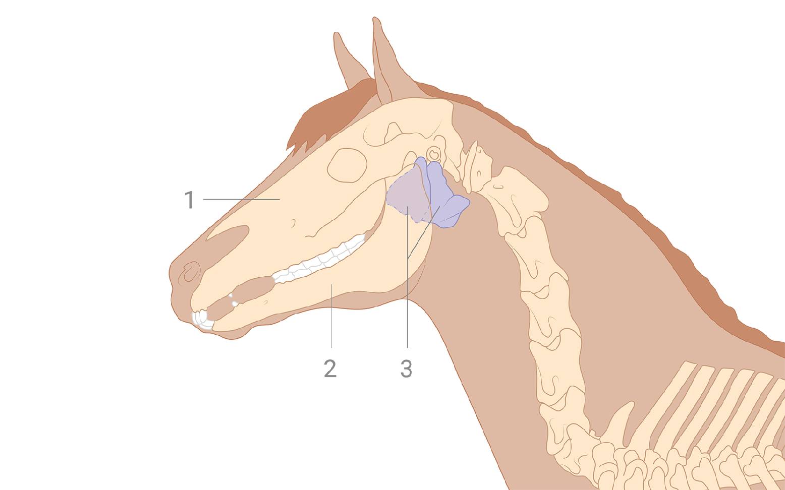 Schematische Lage der Luftsäcke beim Pferd