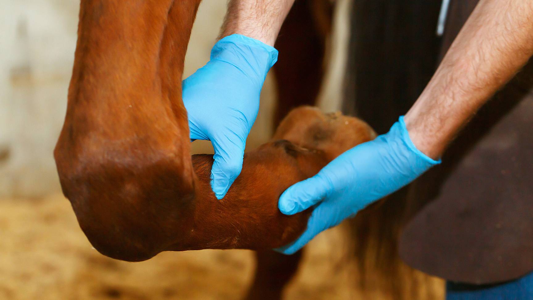 Horse leg is palpated