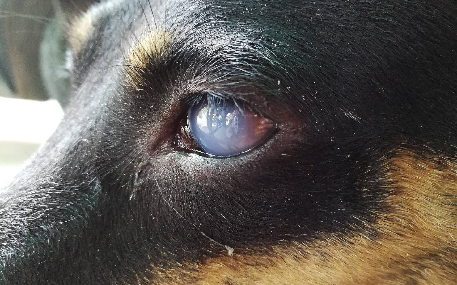 Dog with cloudy cornea
