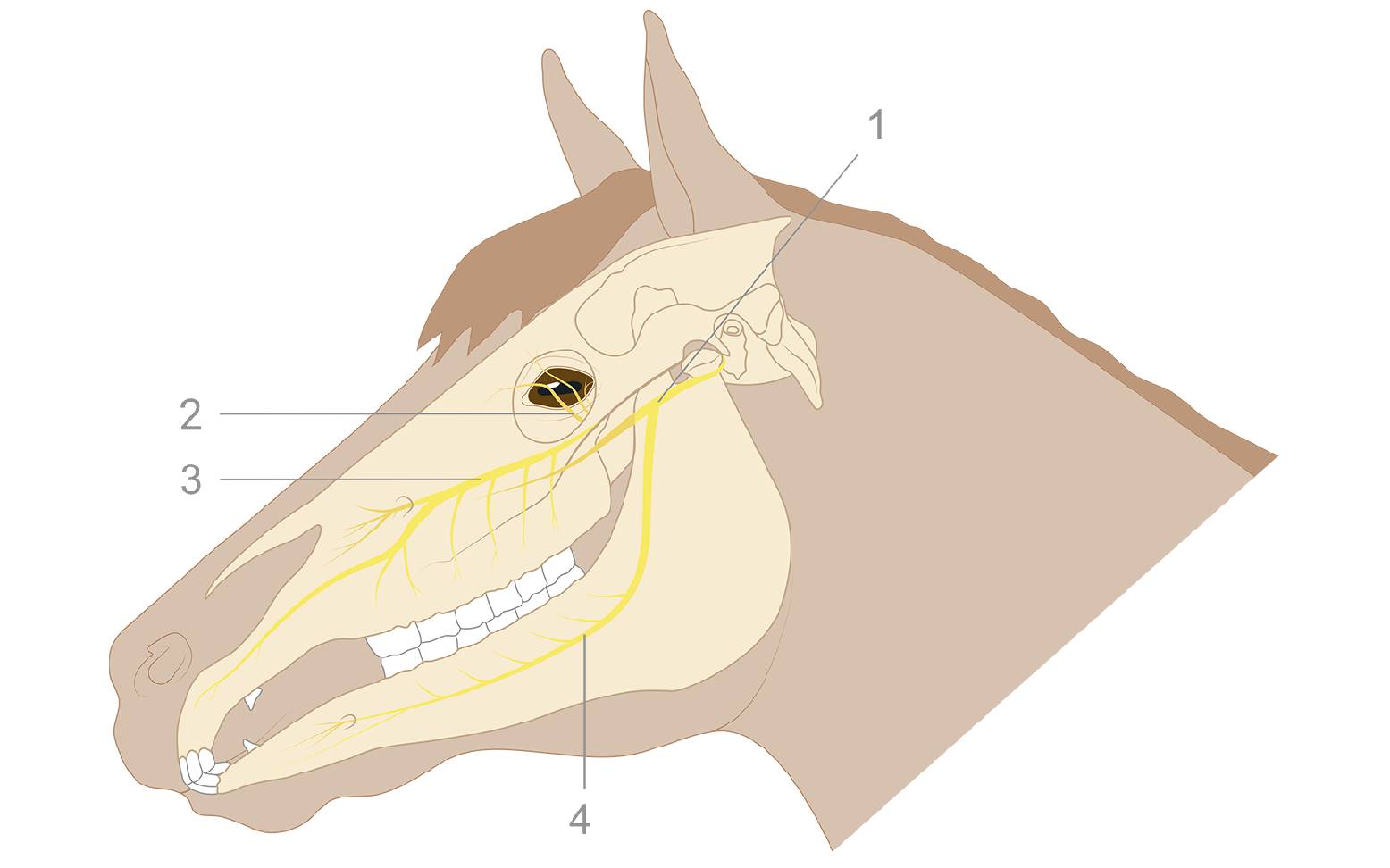 Schema Pferdekopf mit Nerven