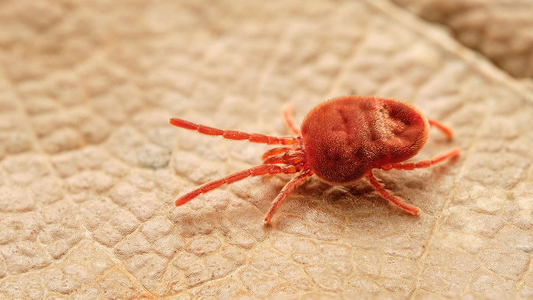 Herbstgrasmilbe auf Blatt
