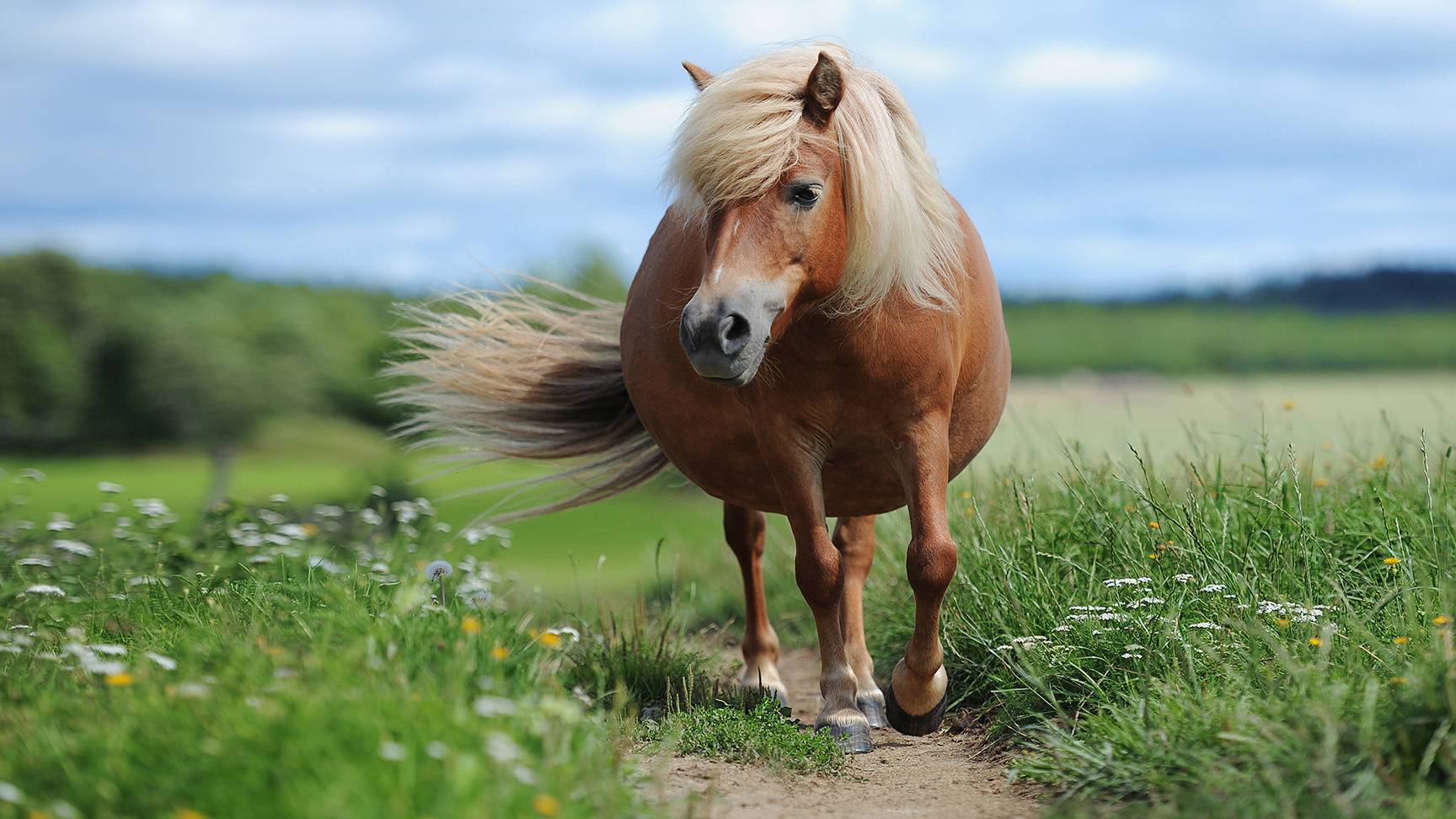 Tragendes Pony