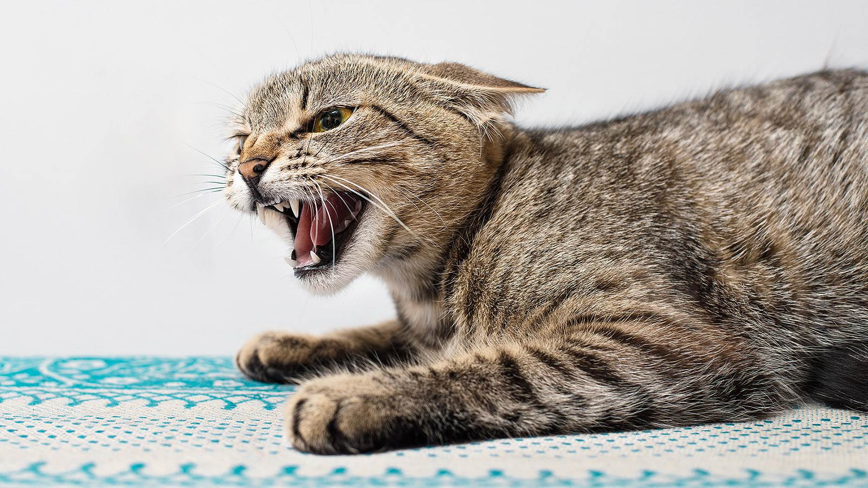 Aggressive Katze