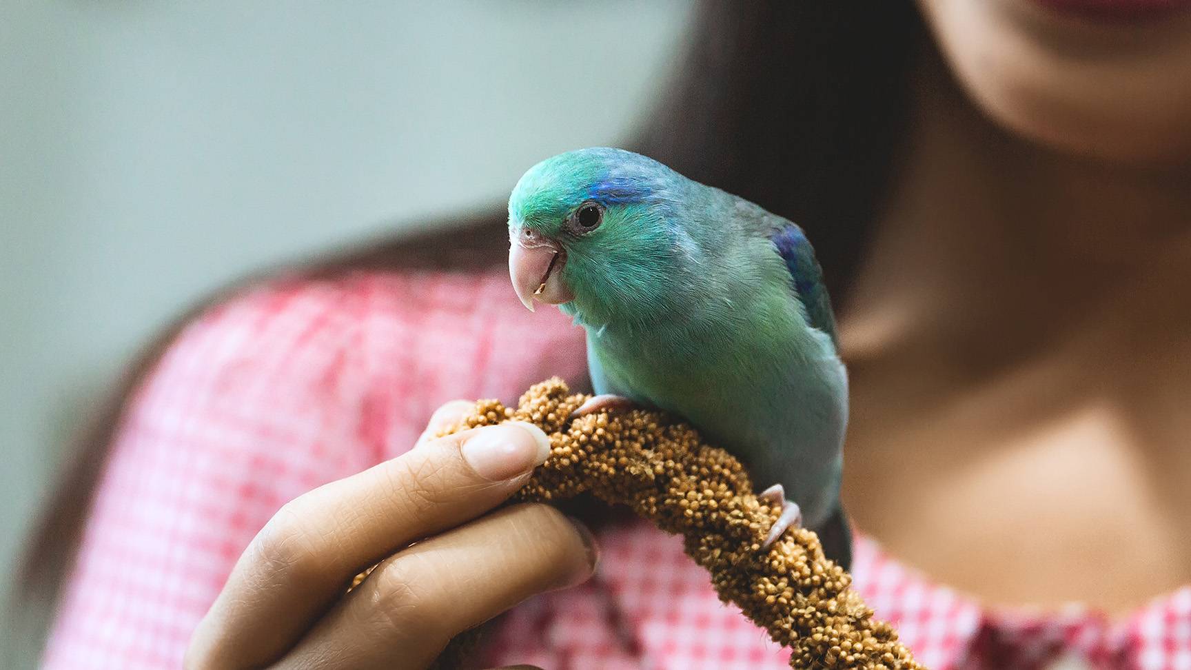 Wellensittich mit Hirsekolben