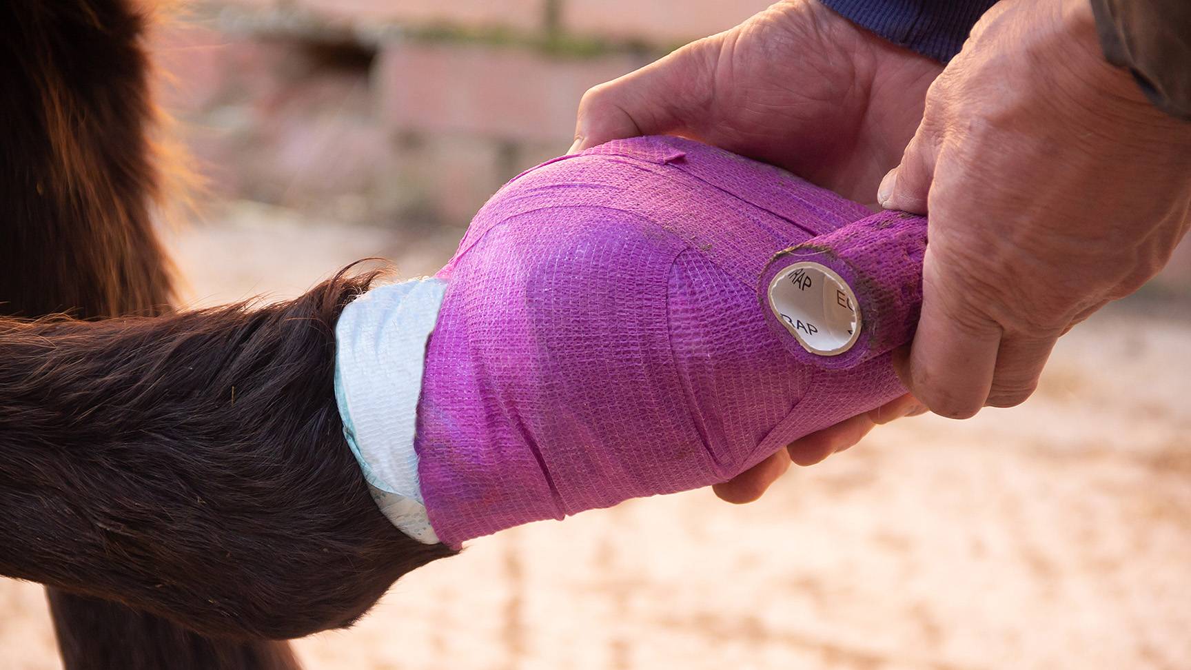 Horse hoof with bandage