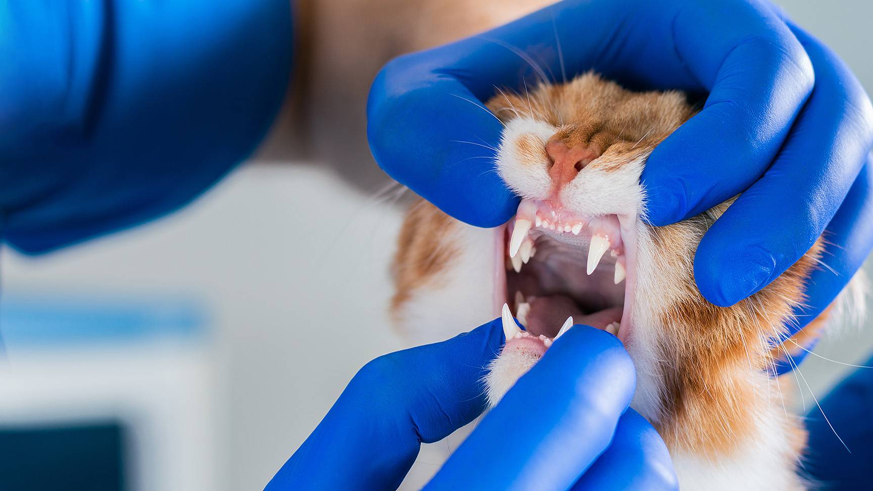 Examination of the oral cavity of the cat
