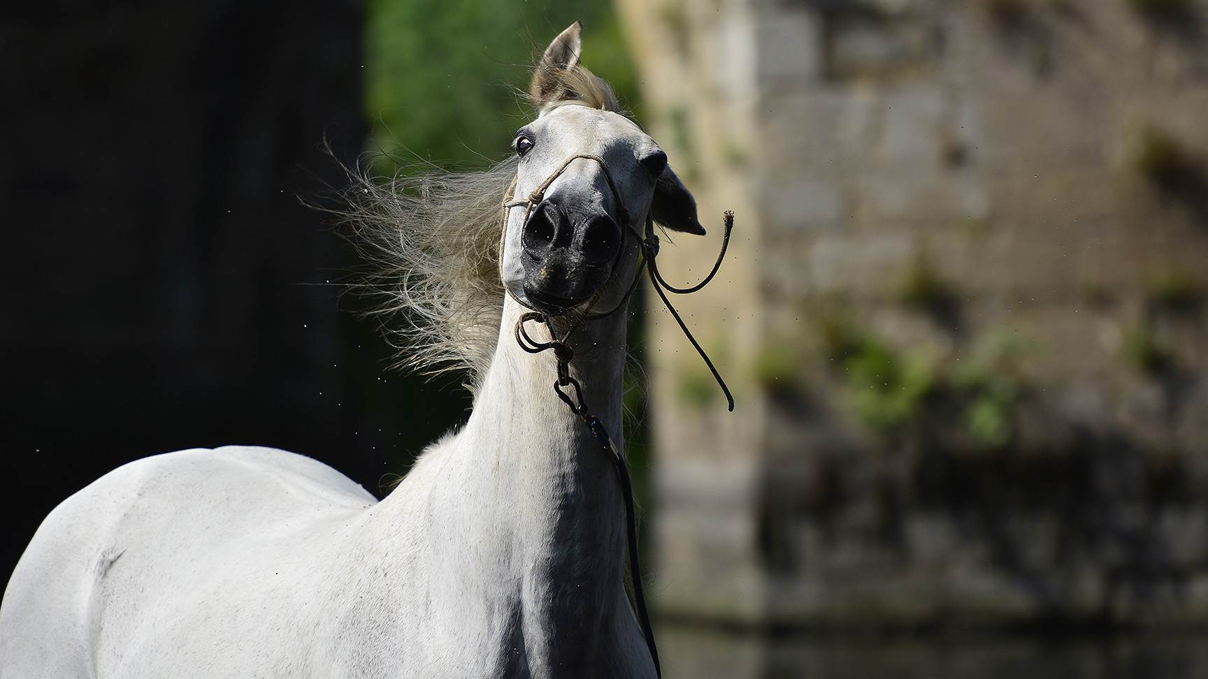 Pferd schüttelt sich den Kopf