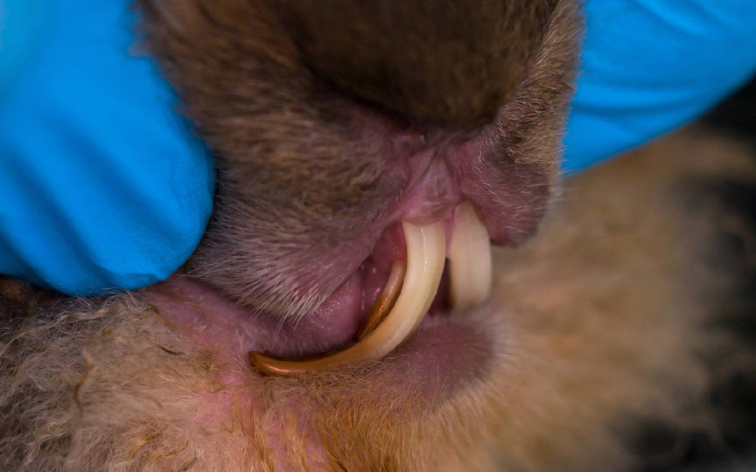 Extended teeth in rabbits