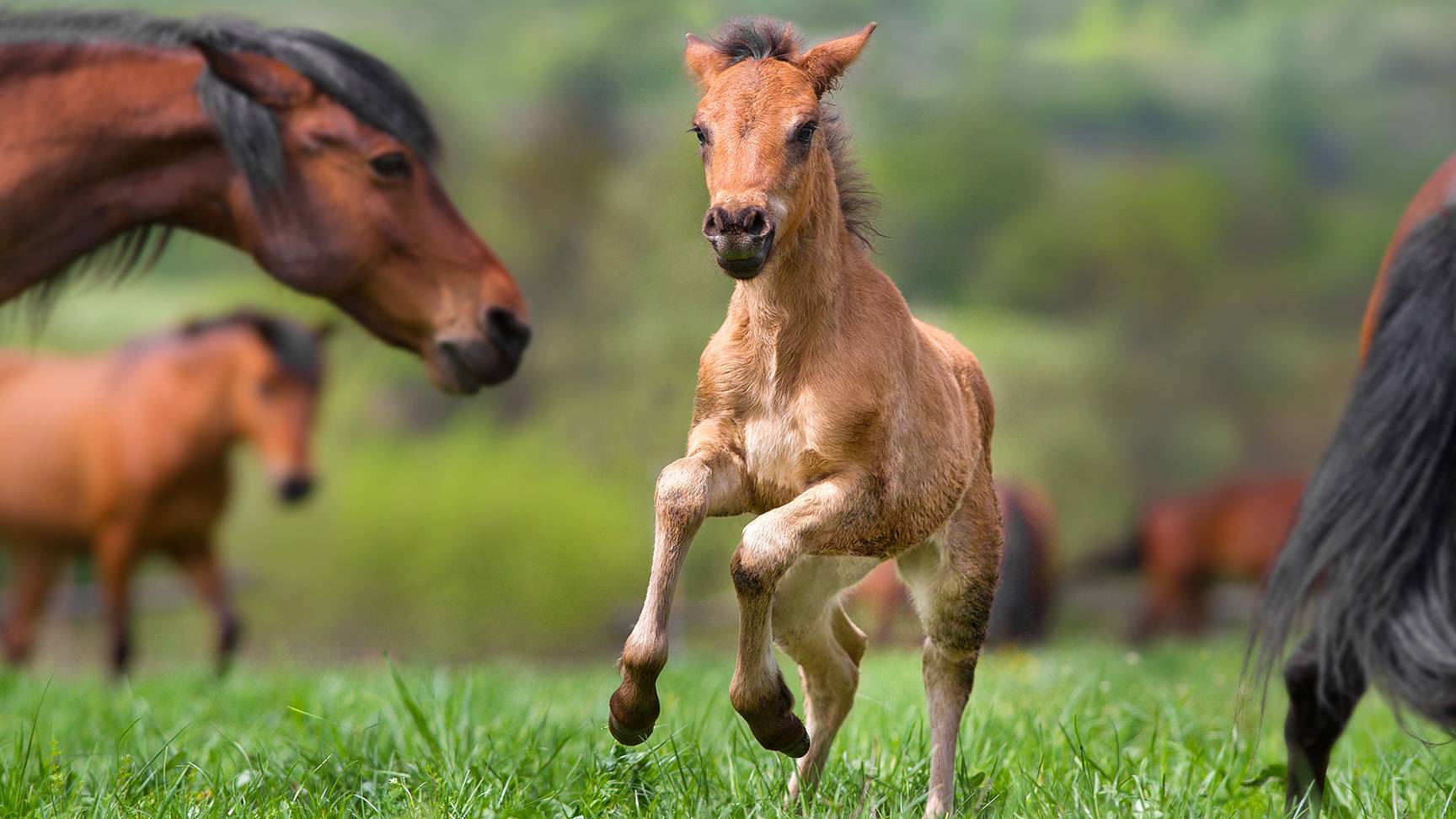 Foal
