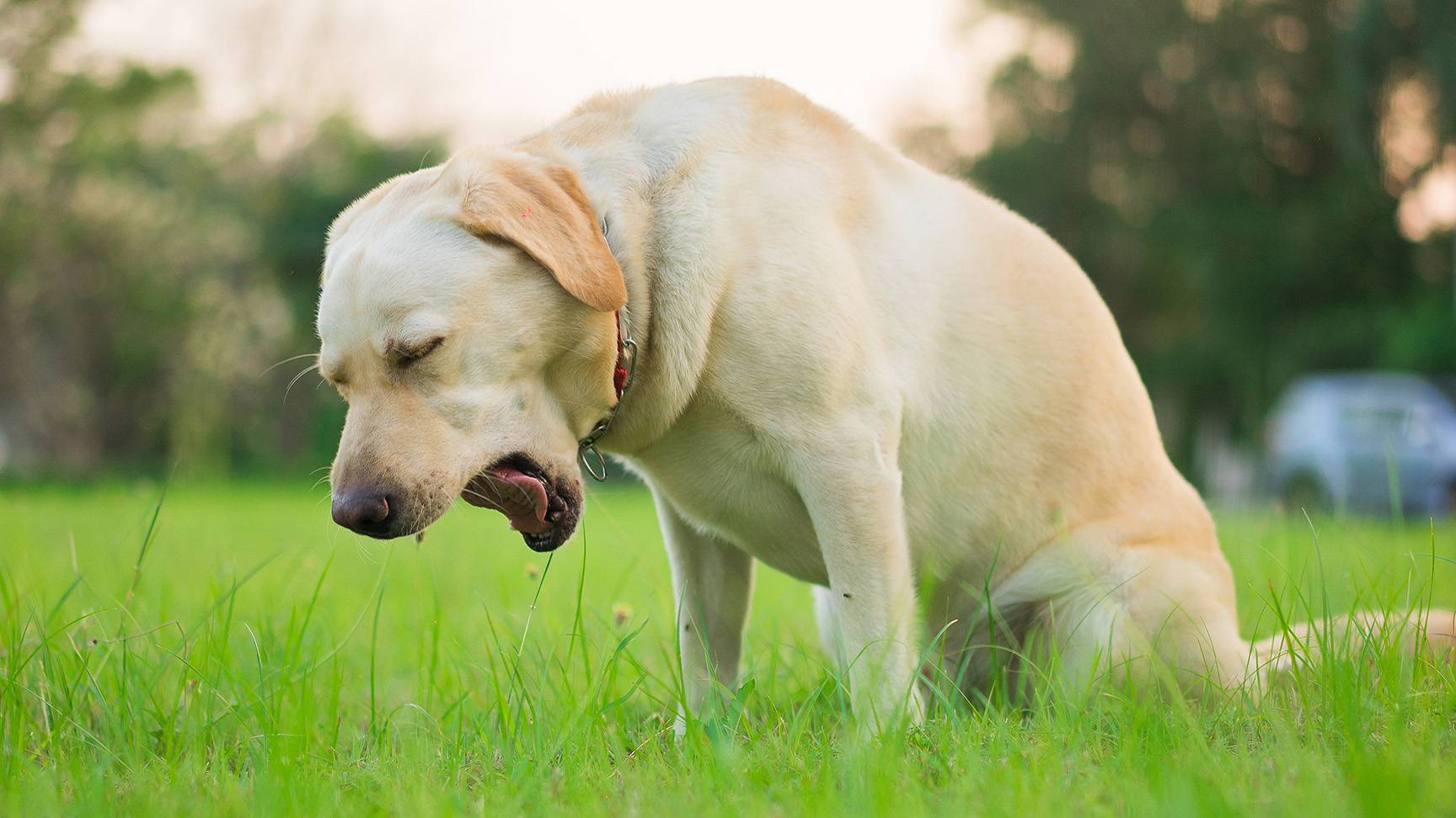Dog coughs