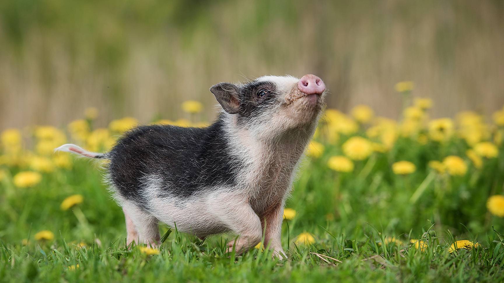 Minipig mini pig