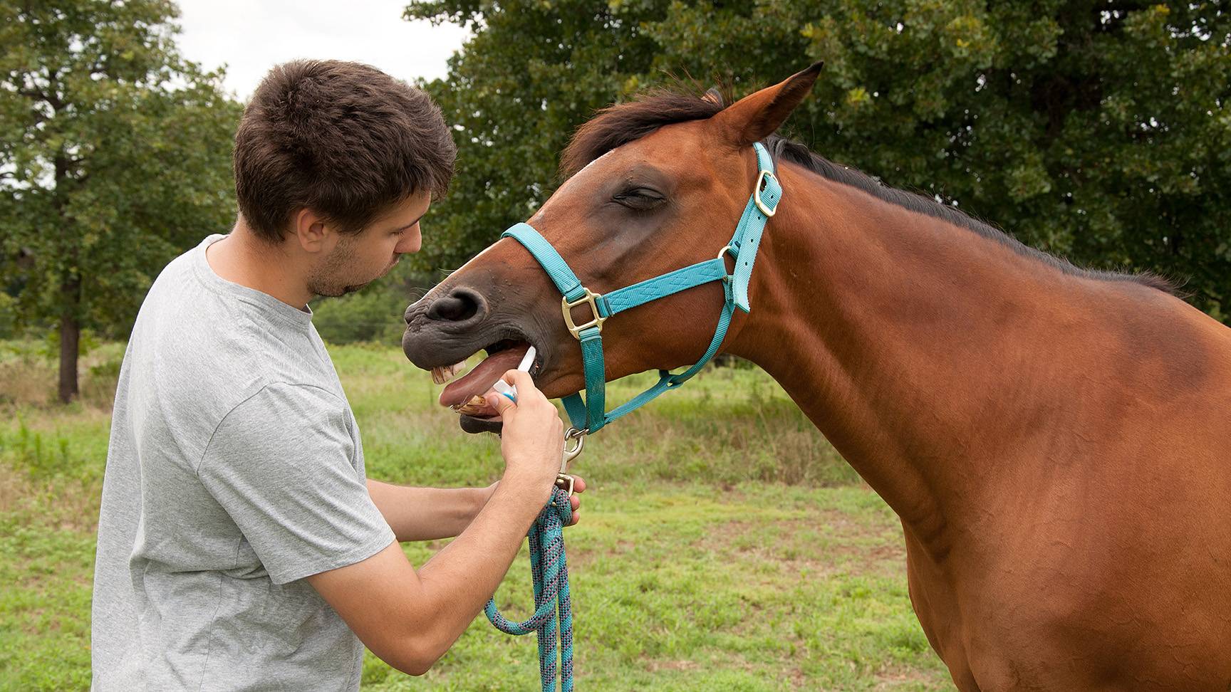 Entwurmung beim Pferd